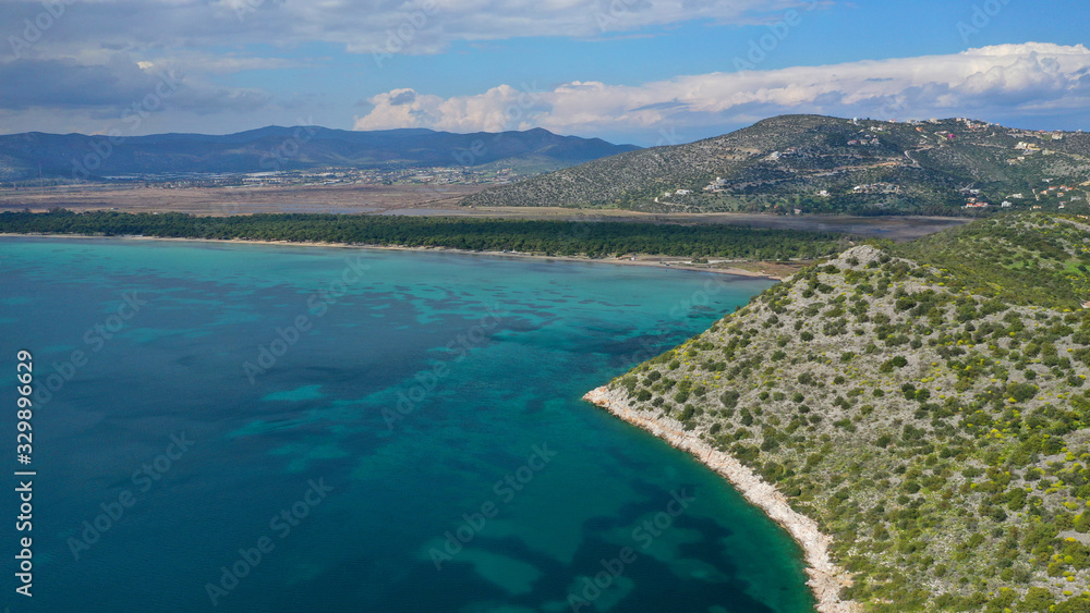 Aerial drone photo of beautiful turquoise beach and rare pine tree forest of Shinias area of Attica a natural preserve, Greece