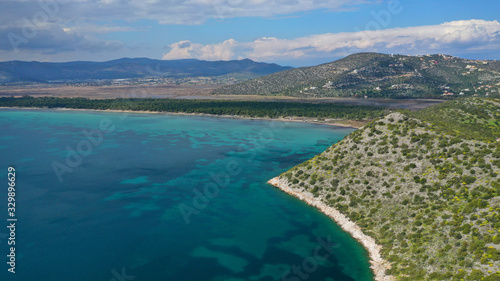 Aerial drone photo of beautiful turquoise beach and rare pine tree forest of Shinias area of Attica a natural preserve  Greece