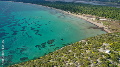 Aerial drone photo of beautiful turquoise beach and rare pine tree forest of Shinias area of Attica a natural preserve, Greece