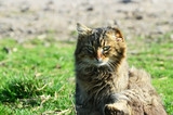 Domestic rural cat sitting,photo