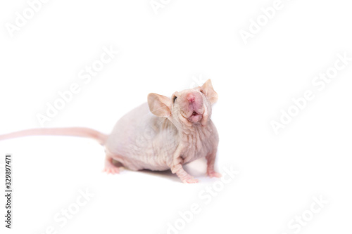 Cute curious nunu mouse in a studio on a white background