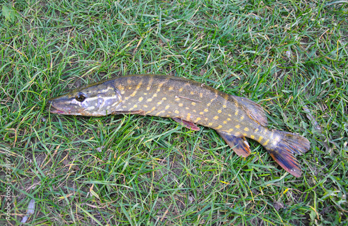  pike fish on the grass