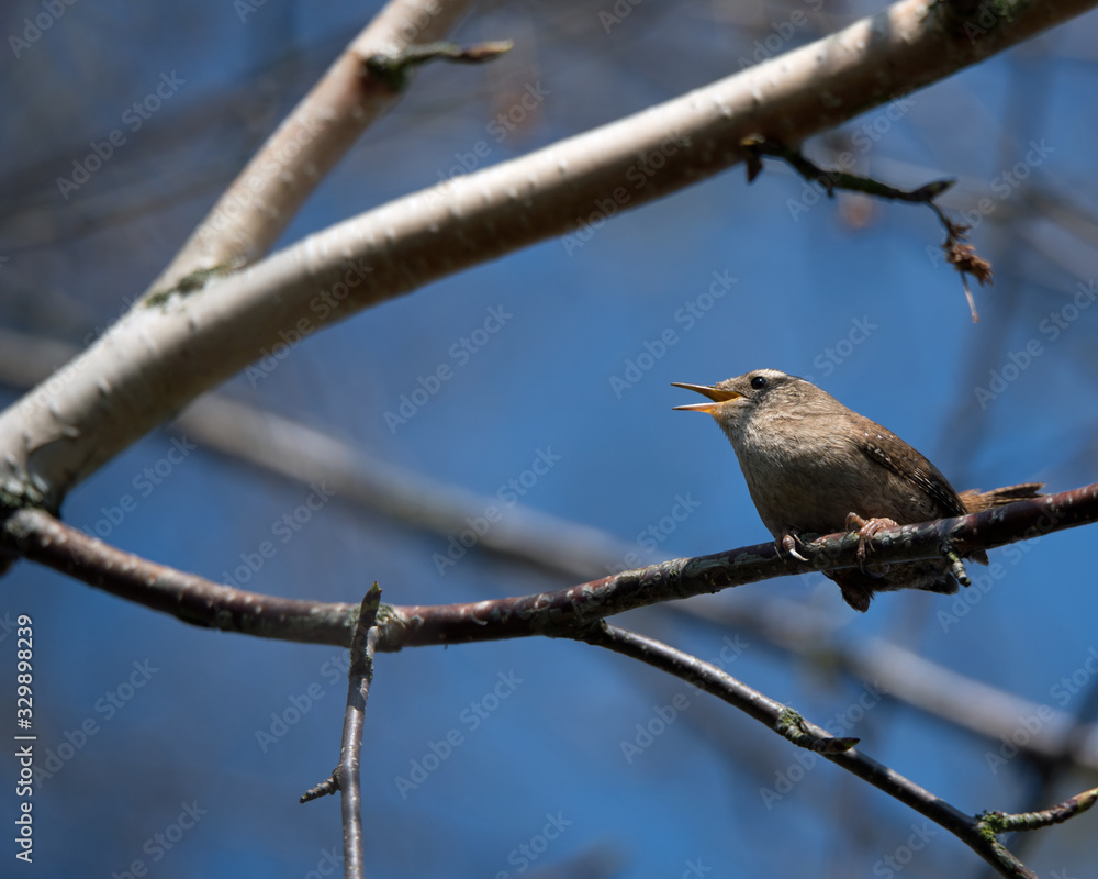 Fototapeta premium Wren (Troglodytes troglodytes) singing in the branches of a silver birch tree in spring