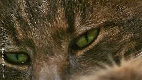 cat with sad green eyes