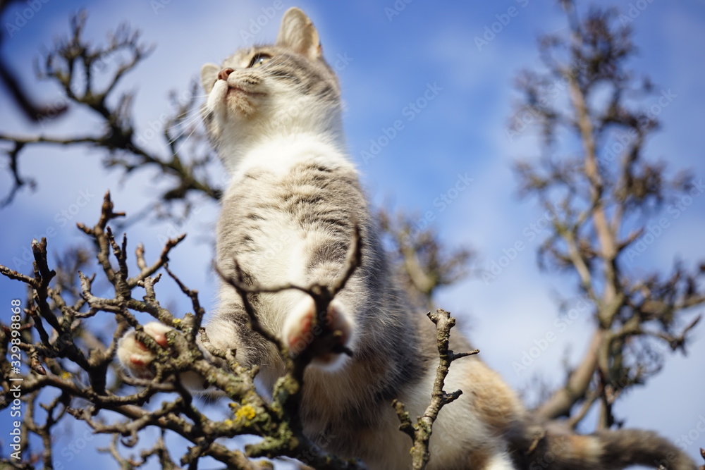 Obraz premium Cute ash kitten on a dry tree against a blue sky. Beautiful cat climbs on dry bare branches of a pear tree.