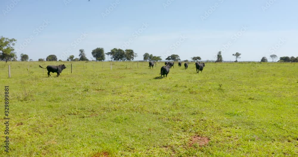 Agribusiness - aerial image Brangus Black Cattle, in natural pasture, Angus cattle, highly genetic bulls in Brazil - Livestock Agribusiness - aerial image Brangus Black Cattle, in natural pasture, Angus cattle, highly genetic bulls in Brazil - Livestock
