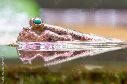 Close up of an Atlantic mudskipper (periophthalmus barbarus) photo