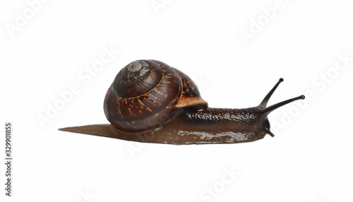 Snail close up
