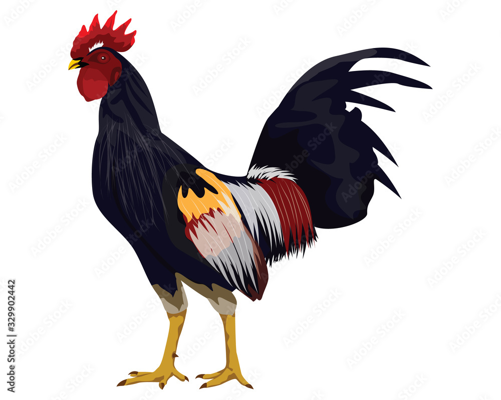 Naklejka the rooster vector design