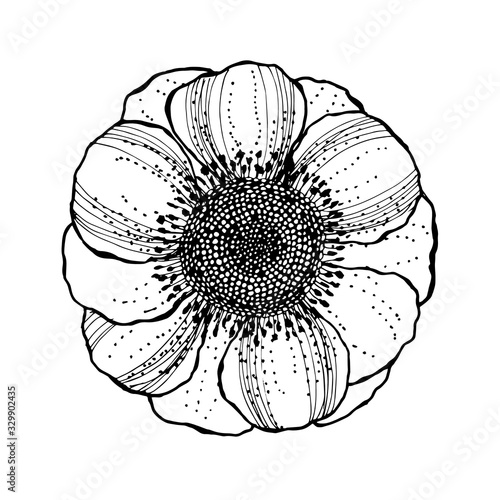 Graphic hellebore flower detailed. Black and white sketch in doodle graphic style. Hand drawing sketch. Element of botany. EPS10.