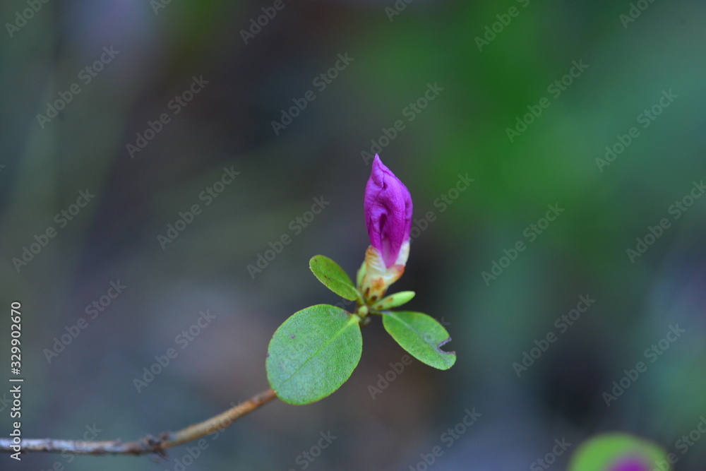 Spring. Beautiful flowers bloomed in the garden. Selective focus. Close-up Spring. Beautiful flowers bloomed in the garden. Selective focus. Close-up