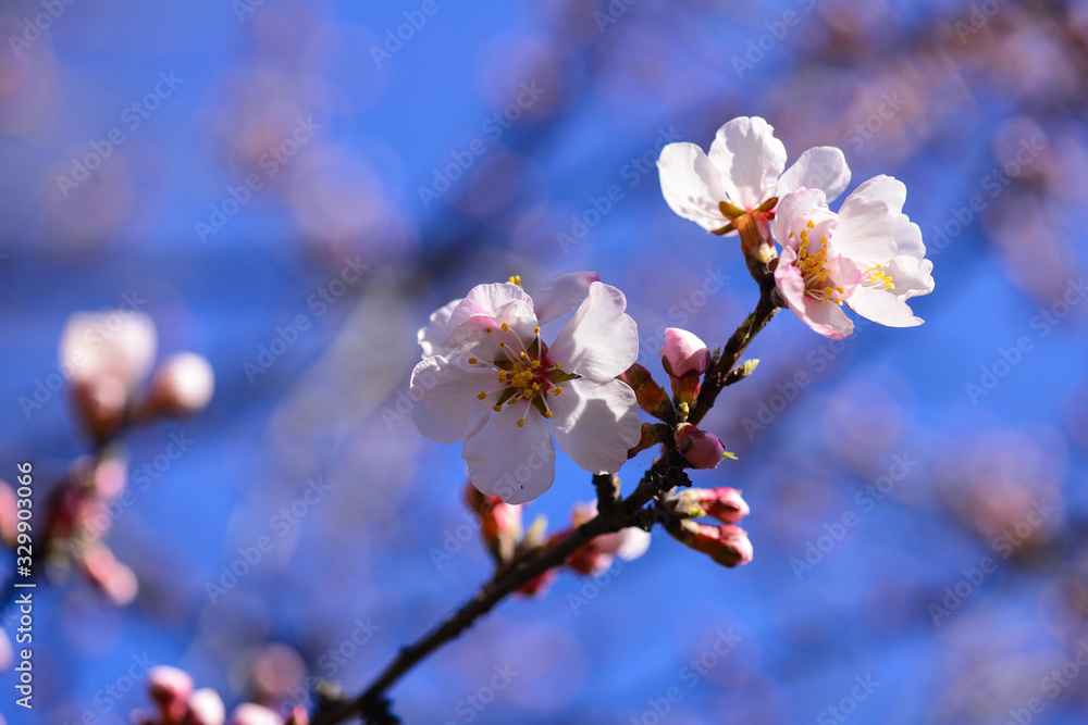 Spring. Georgian Almonds (Amigdalus georgica) bloomed in the garden. Selective focus. Close-up Spring. Georgian Almonds (Amigdalus georgica) bloomed in the garden. Selective focus. Close-up