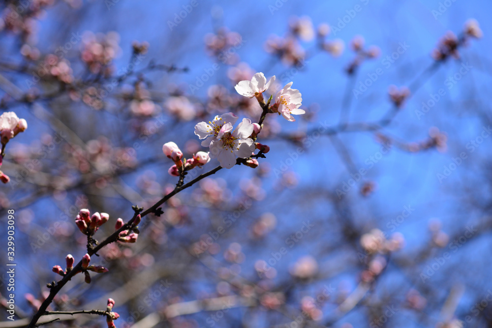 Spring. Georgian Almonds (Amigdalus georgica) bloomed in the garden. Selective focus. Close-up Spring. Georgian Almonds (Amigdalus georgica) bloomed in the garden. Selective focus. Close-up