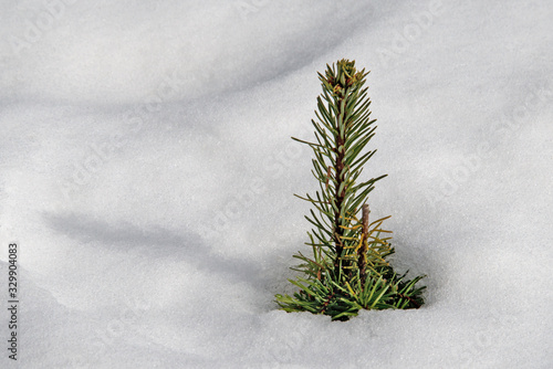 Tannensetzling im Schnee, Symbolbild für Hoffnung, Wille und Wachstum