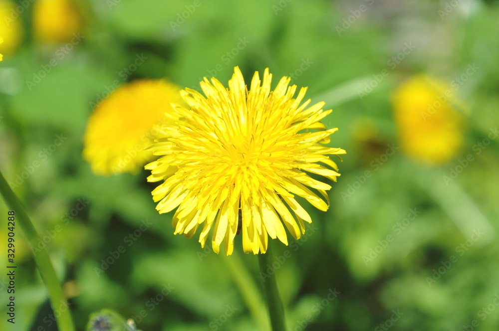 dandelion in grass dandelion in grass