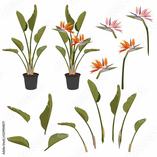 Strelitzia orange tropical flower bouquets set isolated on white. Green leaves, orange and pink blossom design set. South African plant in pot, so called crane flower or bird of paradise.