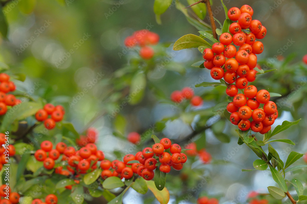 the Scarlet Scarethorn is the European species of Red Firethorn the Scarlet Scarethorn is the European species of Red Firethorn