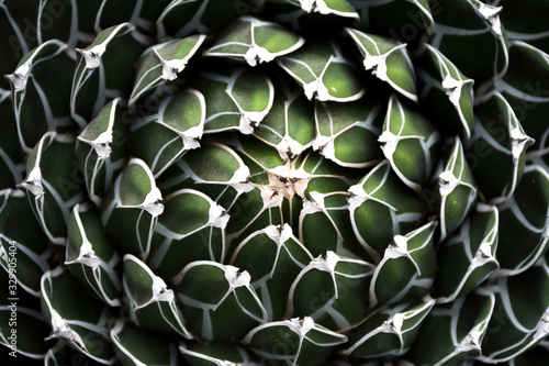 Planta suculenta de color verde en vista cenital