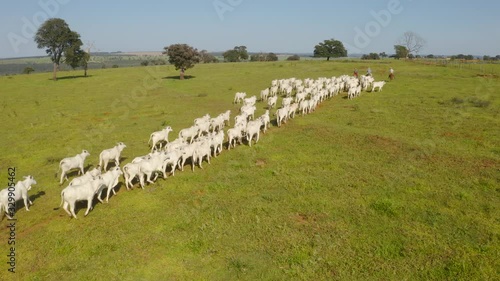 Agribusiness - Aerial photo of white Nellore cattle herd, green pasture in Brazil - Livestock