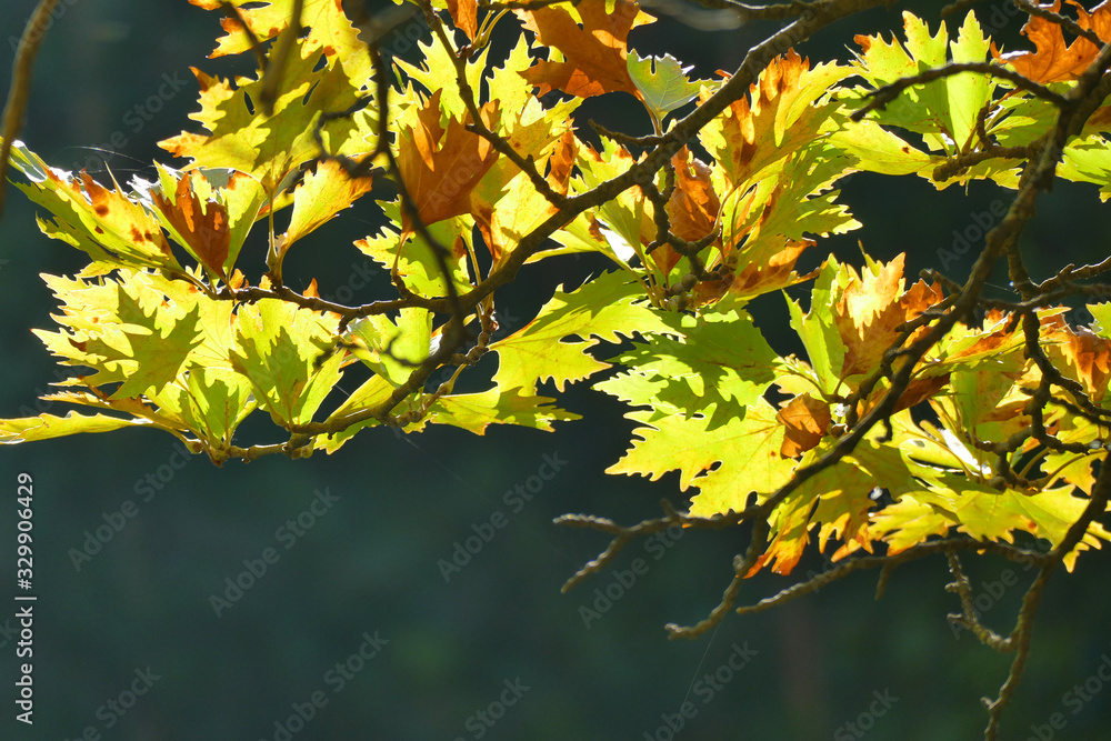 Backlight on a blurred background of branches with leaves Backlight on a blurred background of branches with leaves