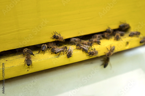 Honeybees on the beehive