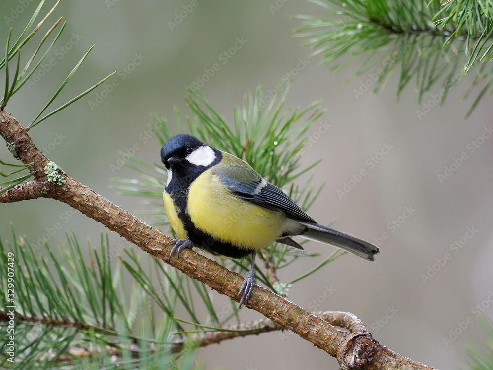 Fototapeta premium Great tit, Parus major