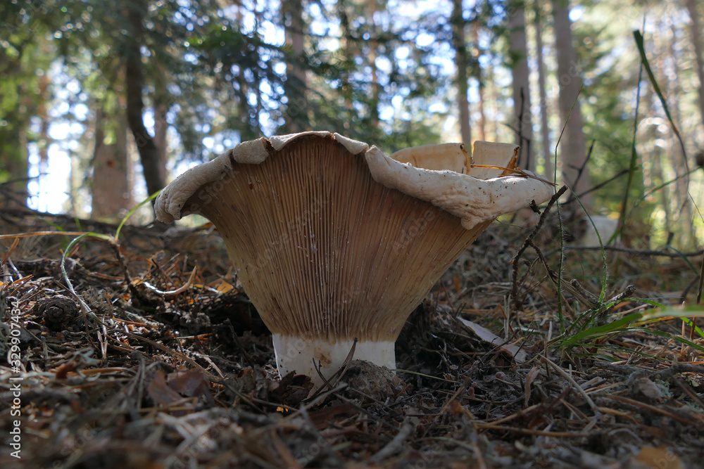 Fototapeta premium Lactarius vellereus is a genus of mushroom commonly known as milk-cap