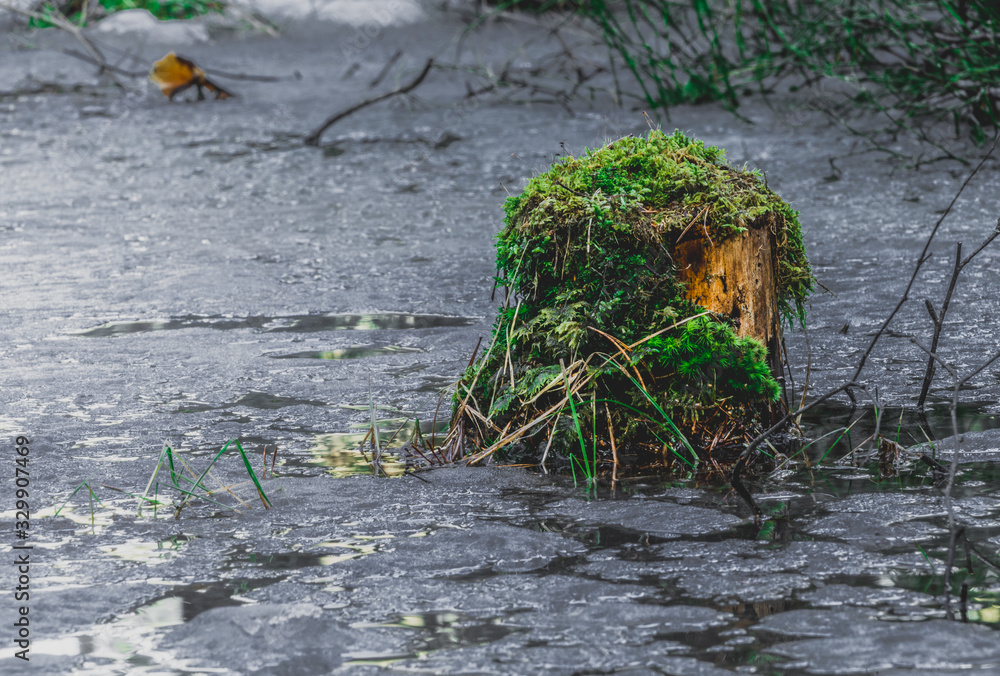 Pnie drzew porośnięte mchem na rozlewisku, bagnie na wczesną wiosnę z taflami lodu Pnie drzew porośnięte mchem na rozlewisku, bagnie na wczesną wiosnę z taflami lodu