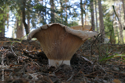 Lactarius vellereus is a genus of mushroom commonly known as milk-cap
