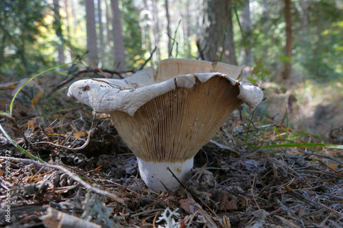 Lactarius vellereus is a genus of mushroom commonly known as milk-cap photo
