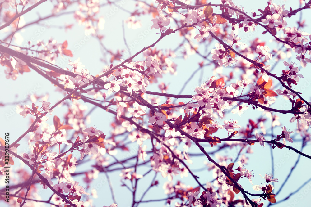 Spring Cherry blossoms, pink flowers.