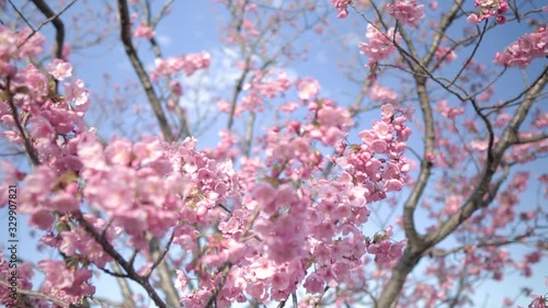 Wallpaper Mural 河津桜 Torontodigital.ca