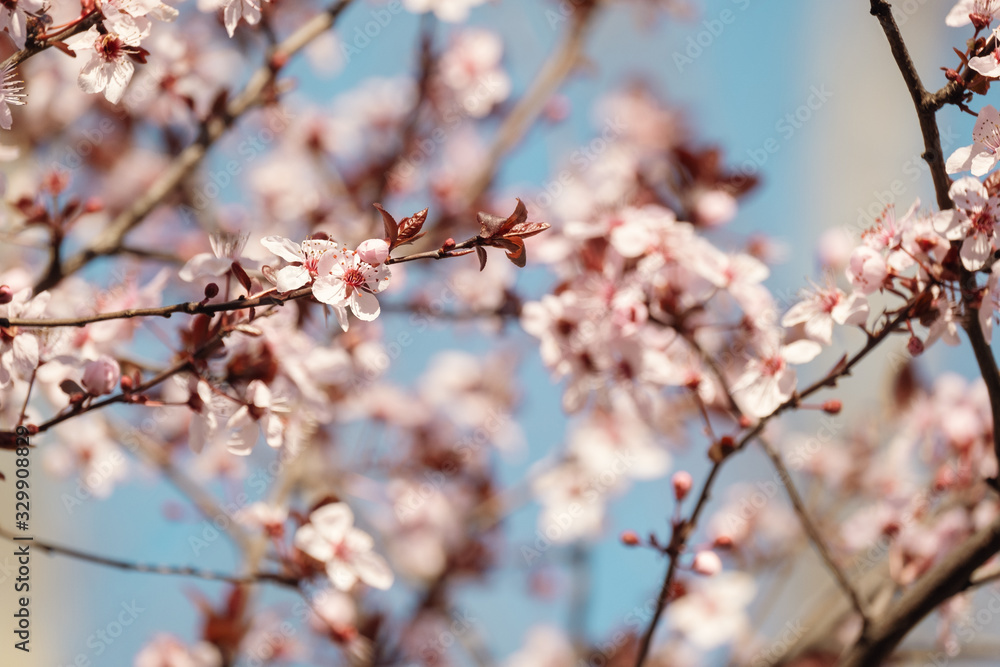 Close-up of Cherry Blossoms Close-up of Cherry Blossoms