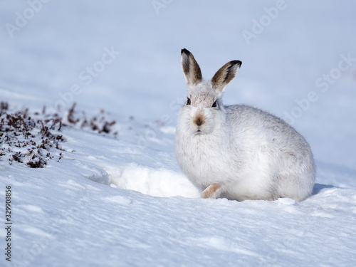 Mountain hare, Lepus timidus photo