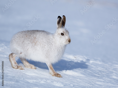 Mountain hare, Lepus timidus