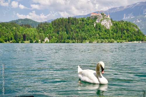 Swan floating on the lake with background of castle on the green hill photo