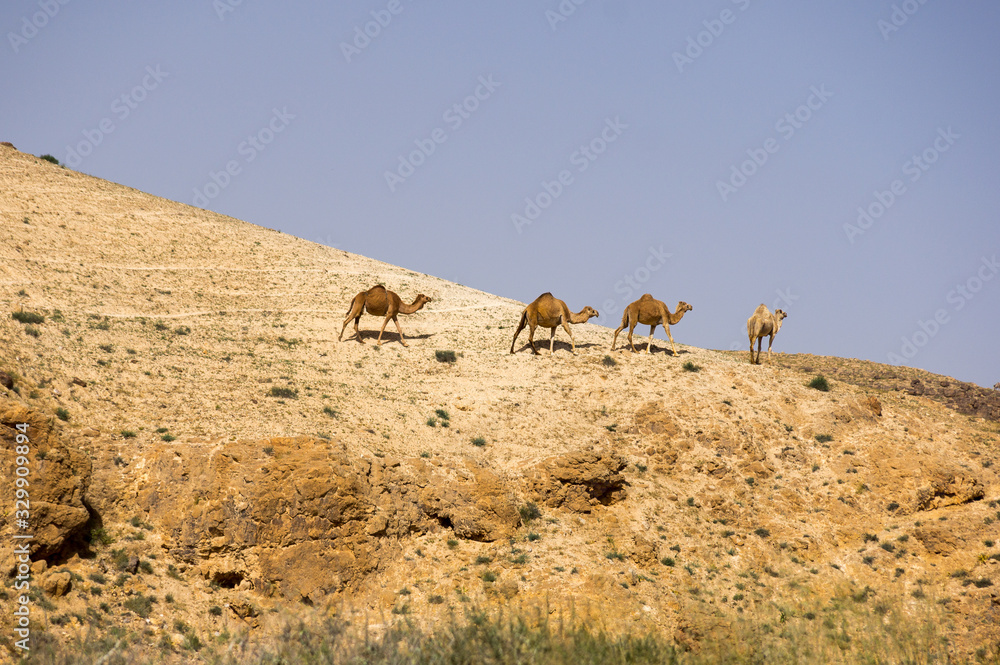 A caravan of camels walks through the desert in Israel A caravan of camels walks through the desert in Israel