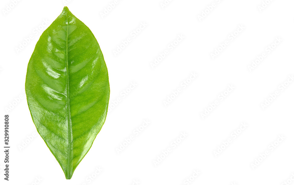Obraz premium green leaf isolated on white background