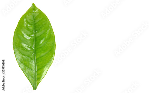 green leaf isolated on white background