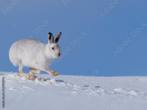 Fotografi Mountain hare, Lepus timidus