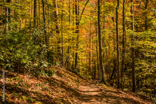 Trail into the woods in the Fall