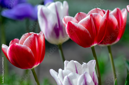 Fresh flowering tulips in springtime garden, beautiful early tulipa gesneriana flowers in bloom, various colors, flowers bunch photo