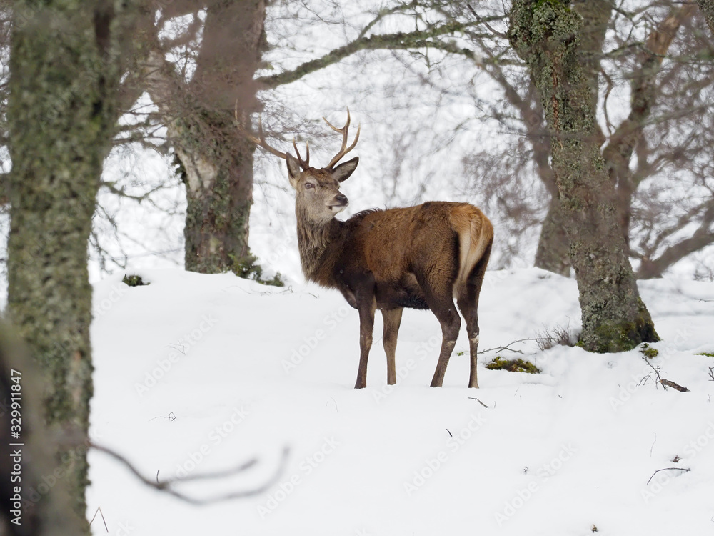 Red deer, Cervus elaphus Red deer, Cervus elaphus