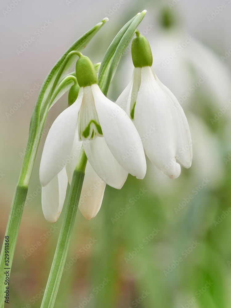 Snowdrop or common snowdrop (Galanthus nivalis) flowers. Snowdrop or common snowdrop (Galanthus nivalis) flowers.