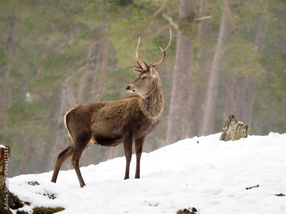 Obraz premium Red deer, Cervus elaphus