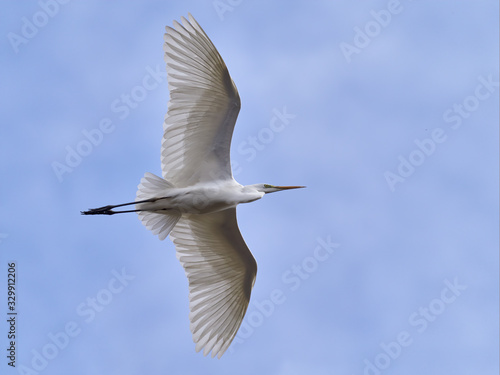 Ardea alba Great Egret Flying with catch. © Vlasto Opatovsky