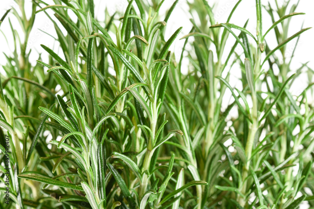 Obraz premium Fresh rosemary isolated on white