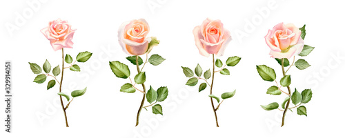 Watercolor tender blush roses flowers with stem.The trendy elegant design for wedding invitation, poster, greeting cards and web design. Hand drawing floral isolated on a white background.