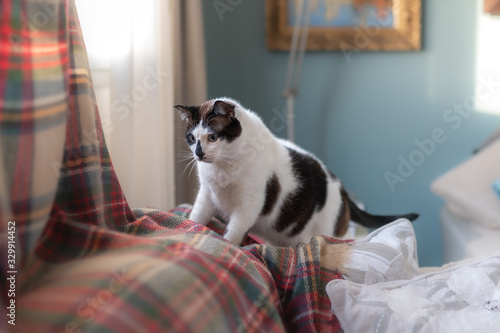 gato blanco y negro de ojos azules busca espacio en una manta de colores photo