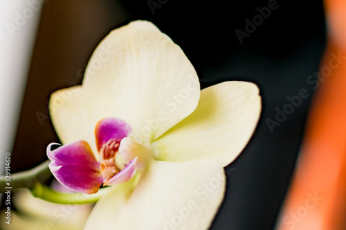 White home flower Bud